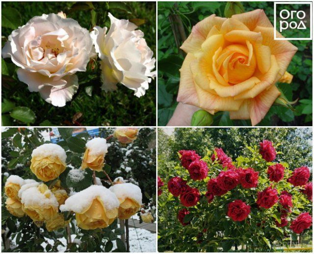 Классификация роз по группам с фото и названиями